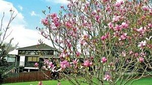 hoa magnolias