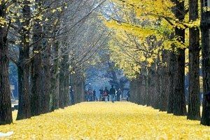 Thu quyen ru o Han Quoc