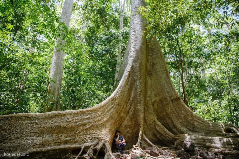 Hình ảnh cây đa hơn 100 tuổi trong rừng Nam Cát Tiên